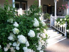 Wedding Photo 1